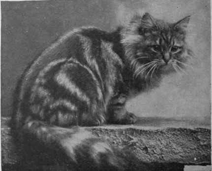 A superb specimen of a brown tabby Persian, Miss Rosamund Whitney's Champion Brayfort Tip topper
