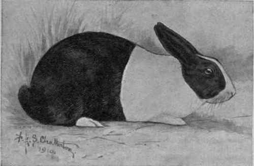 A typical black and white Dutch rabbit