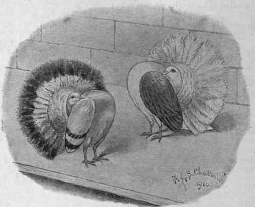 Blue fantail pigeon. Red saddle fantail pigeon. These are also interesting varieties