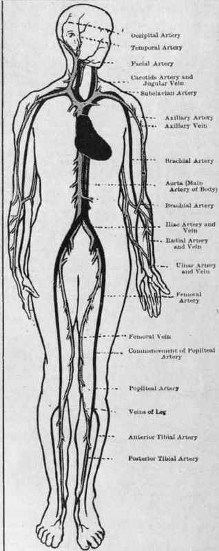 Chief arteries (dark) and veins (light) from the heart throughout the body