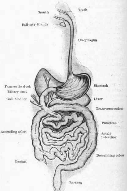 Digestive System