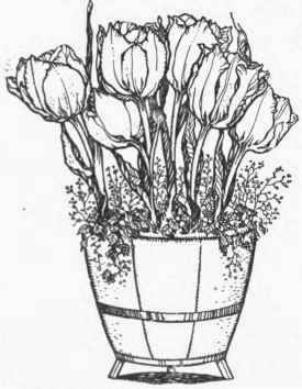 May flowering Tulip, with Double Arabis
