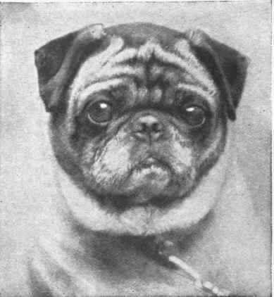Miss L Burnett's Champion Master Jasper   an excellent example of correct expression