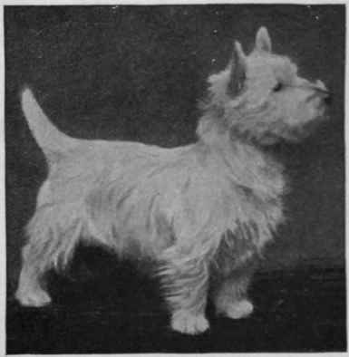 Mrs. Burrell's Littlebury Rhona. a charming and typical little specimen Photo, Russell & Sons,, Crystal palace