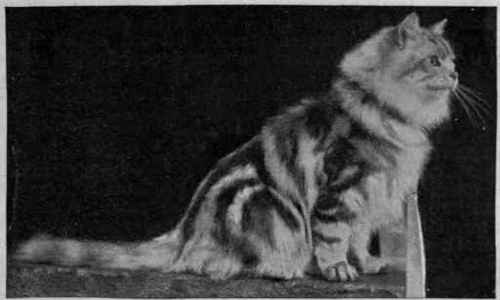 Mrs. Slingsby's beautiful silver tabby Persian, Champion Don Pedro of Thorps, a noted winner at principal shows
