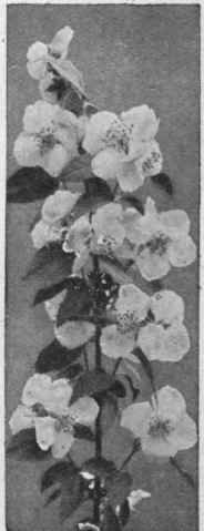 Philadelphus fantaisie Copyright Veitch