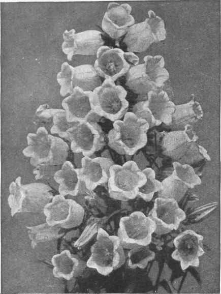 Pink Canterbury bell