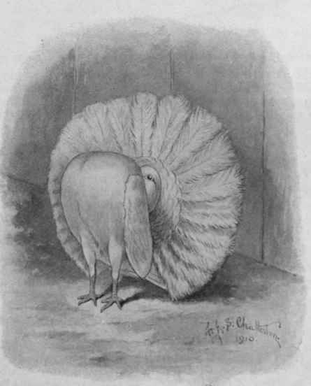 White fantail pigeon. This variety is the most popular and nearest to perfection in exhibition points. Note the curious position of the head, an important point in the breed