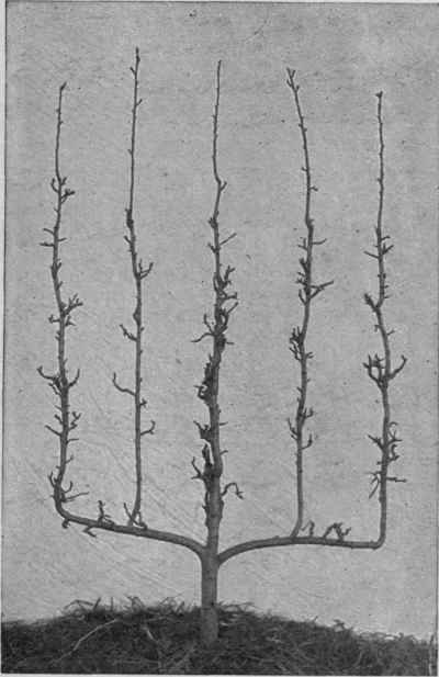 A gridiron trained apple tree.