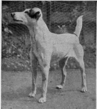 Cornucopia, the dam of the prize winning fox terriers Corn yglyn and Corn y gad. A model of what can be achieved by suitable feeding and adequate grooming and exercise