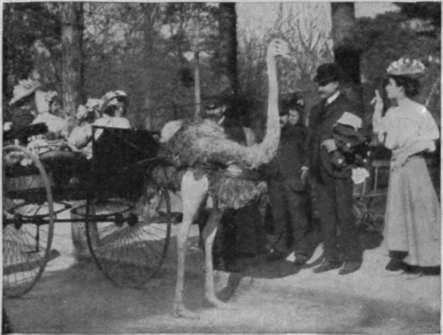 Driving a l'ostriche in the garden of the Paris Zoo is highly popular with little Parisians career that each little puppet acted play is founded.