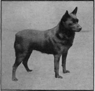 Mrs. Crosfield s Schipperke Champion Esme of Greta, a famous prize'winner, and an excellent specimen of the breed