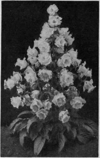 The cup and saucer variety of the Canterbury bell, a beautiful biennial that is sown in June