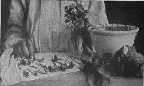 The first operations in candying violets are to rinse both flowers and leaves in cold water, and then to lay them separately on a clean towel to dry