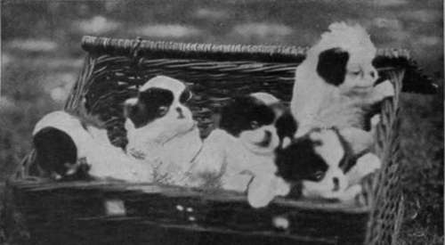 A beautiful litter of Pekingese puppies owned by Mrs. F. W. Lewis. These puppies are hardy, and can be reared quite easily under suitable conditions photo Sport & General