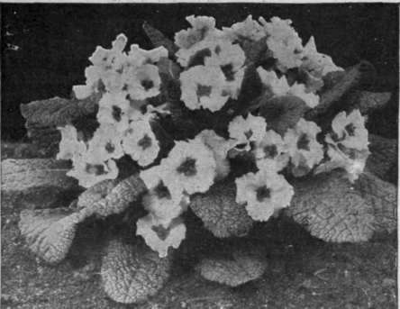 A clump of primroses. These flowers make a charming edging to a scheme for a wild flower garden