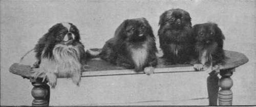 A group of famous Pekinese dogs, Puck, Chu erh, Kudai, and Wong ti of Alderbourne. Good specimens of this fashionable breed command high prices Photos, Sport and General