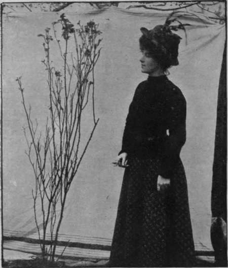 A rose bush should be pruned in April. All weakly shoots must be shortened, and dead wood removed. This photograph shows a bush before pruning