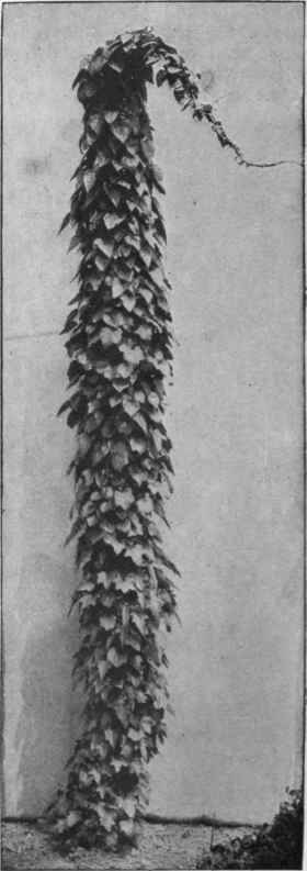 Cocculus helery styllus. This handsome ivy leaved climber will rapidly cover a pillar or pergola, reaching twelve to eighteen feet in one season Copyright, James Veitch & Sons