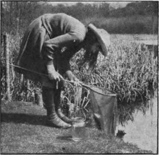 Minnows and newts can be caught in a hand net may then be strewn with sand for a depth of two or three inches
