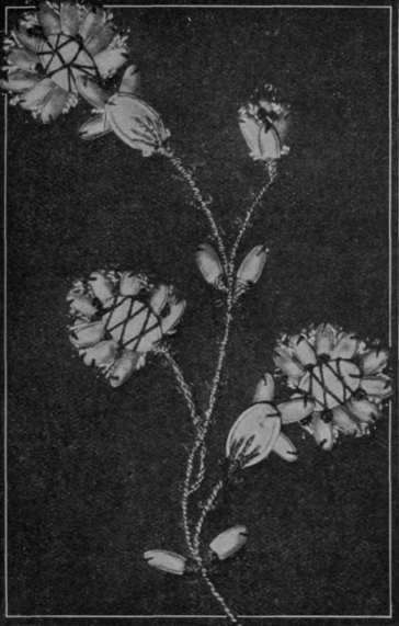 No. 2. A combination of melon and marrow seeds that forms an effective flower spray