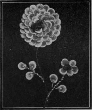 No. 4. Another suggestion for utilising hollyhock seeds