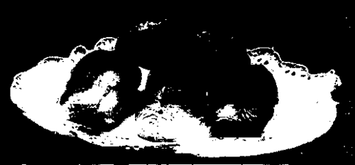 Savoury rolls. Any fish may be used lor these rolls, but salmon or lobster are specially excellent