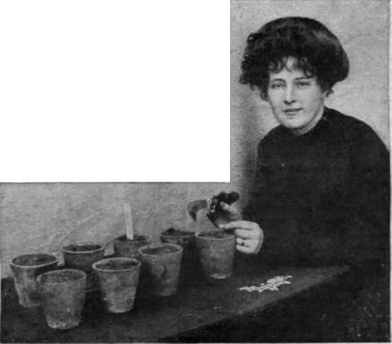 Sowing vegetable marrow! in 3 inch pots. Only one seed must be put in a pot, and the soil should be light and sandy