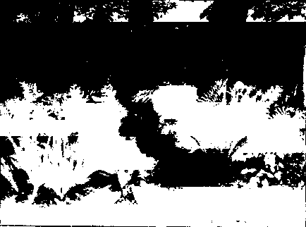 Wild flowers and ferns growing together in a simple wild garden. Most harmonious results can be obtained by such a combination