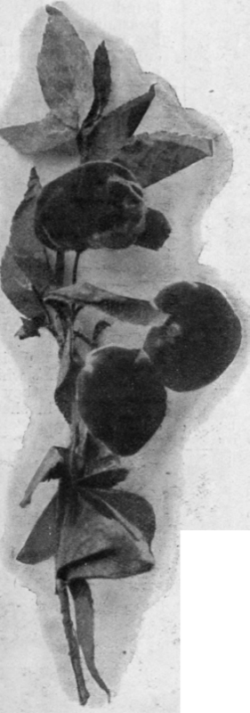 A deep purple velvet gives the effect of plums in millinery