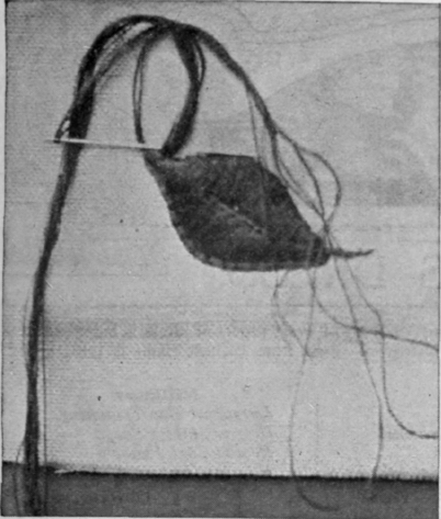 A leaf raised and worked in silk with edge couched with thick silk or fine cord. The leaf is padded with thread, worked over in silk with satin stitch, and the edge finished with silk or cord, sewn down at intervals