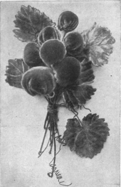 A realistic bunch of grapes in deep purple velvet; or light shot effects are also very attractive to represent this fruit