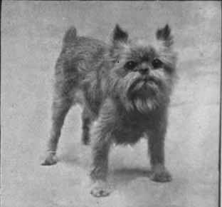 A typical Brussels griffon, one of the quaintest looking of foreign toy dogs, but most intelligent and affectionate