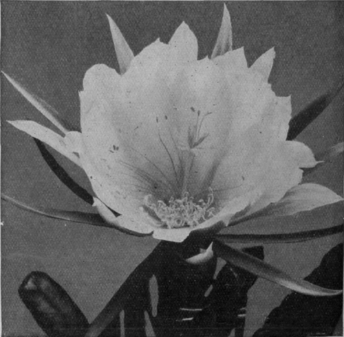 A typical cactus flower in the evening. This variety, the phyllocacti, is a free flowering plant, not difficult of cultivation