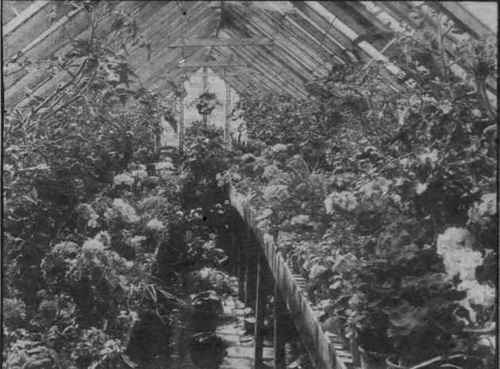 A well filled conservatory, suitable for an amateur gardener. Some of the plants should be put into beds so as to impart an element of permanency to its decoration, thus distinguishing it from a greenhouse