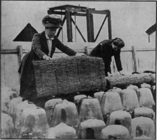 Four o'clock in the afternoon sees the students at work covering the cloches with matting, as a precaution against frost