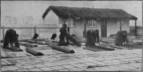 Lady students in the early morning rolling up the matting used for protecting the frames at night. This is a most important detail of the routine of French gardening Photos, Sport and General