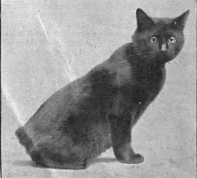 Miss Samuels typical black Manx cat, Kangaroo. This breed is one of the most quaint and interesting of the cat tribe. Good specimens are rare and command high prices Photo, A. Hester