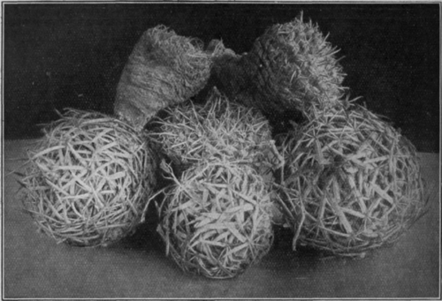 Newly imported cacti, as shown, are to be bought more cheaply than specimens already rooted in pots. Such plants often prove profitable investments