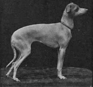   Rosemead Laura,  a beautiful specimen of the most elegant of foreign toys, the Italian greyhound