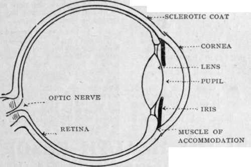 Section of the human eye showing the various coats and position of lens