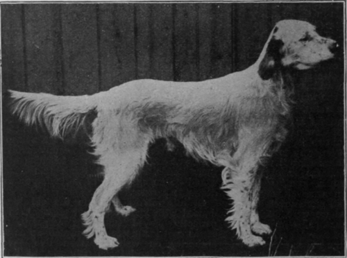 The famous English setter Mallwyd Ned, one of the most perfect specimens of his race and a pillar of the breed Photos, Sport & General