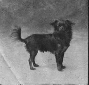 The papillon, or butterfly dog, a favourite Continental toy dog. It derives its name from the butterfly like appearance of the ears when erect