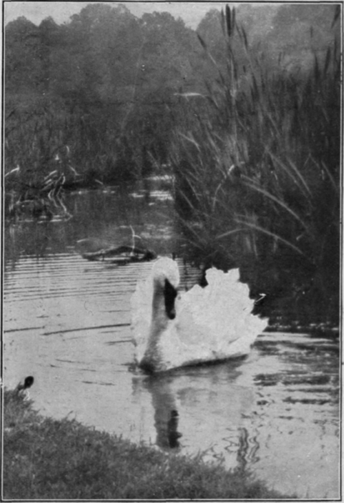 The swan from the preceding photograph enlarged to form a complete picture