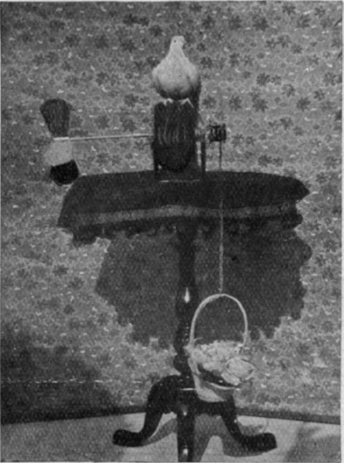 This highly trained bird draws up a basket of flowers by working a small windmill   a pretty trick which always receives applause