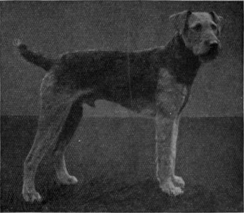  Tintern Royalist.  a well known prize winner, and an excellent example of an Airedale terrier. This breed is unrivalled as a companion, sportsman, and watchdog