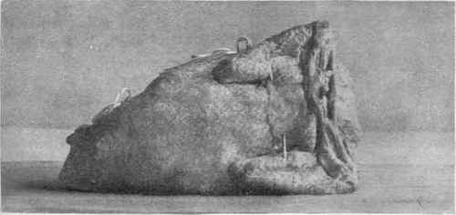 Back Of Trussed Chicken.