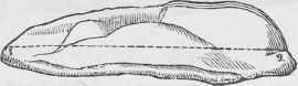 A Breast Of Veal