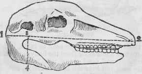 A Calf's Head