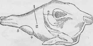 Leg Of Mutton